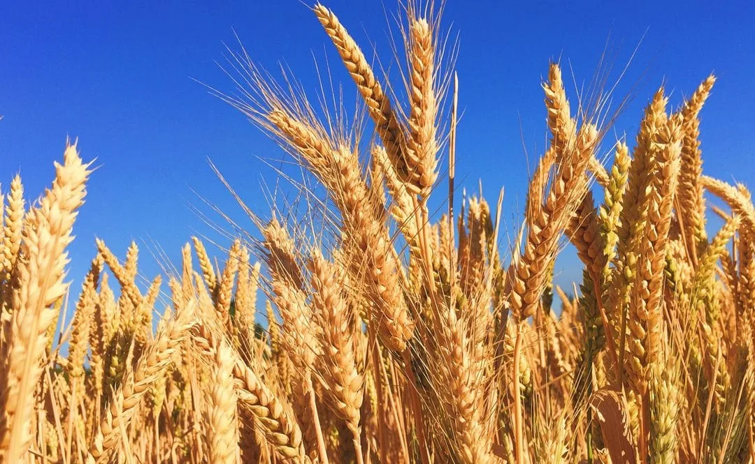 How healthy is genetically modified food?