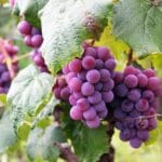 Are grapes healthy super fruits
