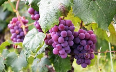 Are grapes healthy super fruits?